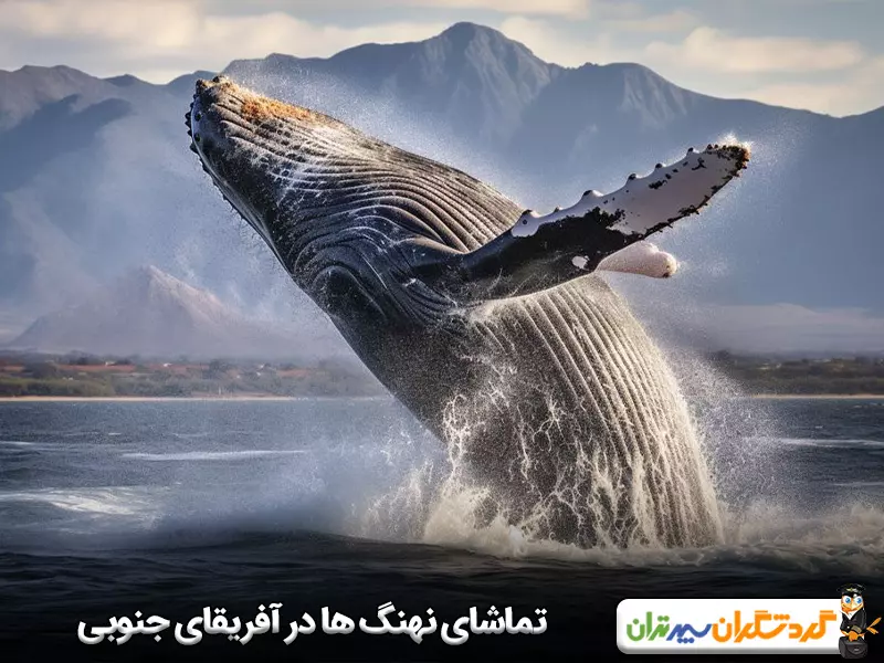 بهترین زمان سفر به آفریقای جنوبی برای تماشای نهنگ‌ها