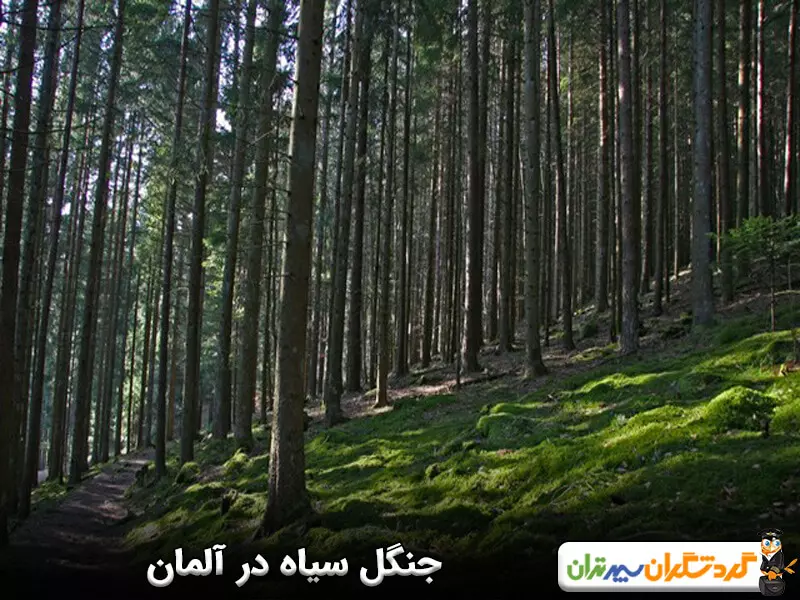 جنگل سیاه؛ جنگلی به وسعت 6 هزار کیلومتر مربع