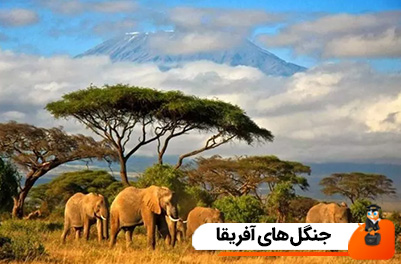 جنگل های آفریقا