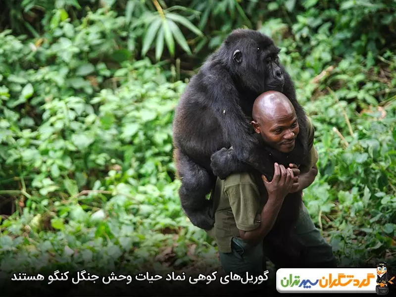 جنگل‌های بارانی کنگو