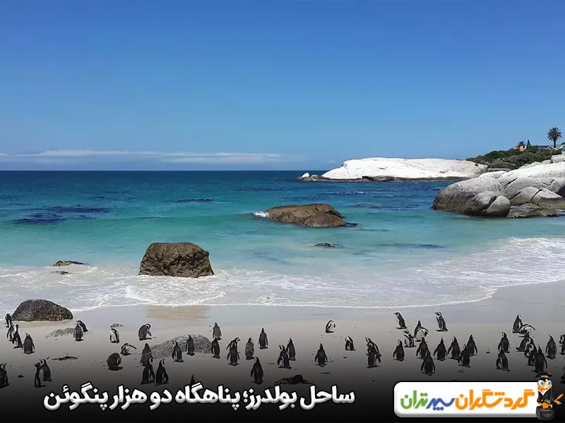 ساحل بولدرز؛ پناهگاه دو هزار پنگوئن آفریقایی