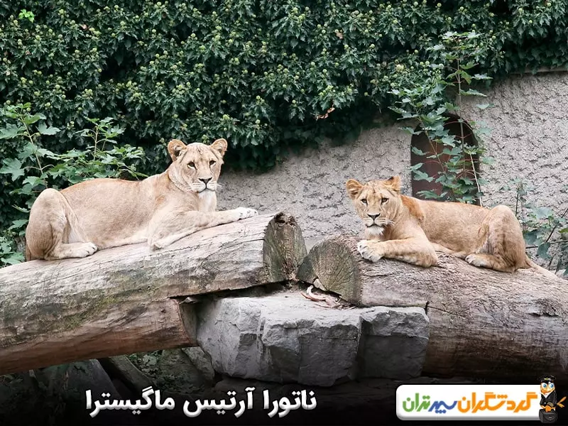 ناتورا آرتیس ماگیسترا