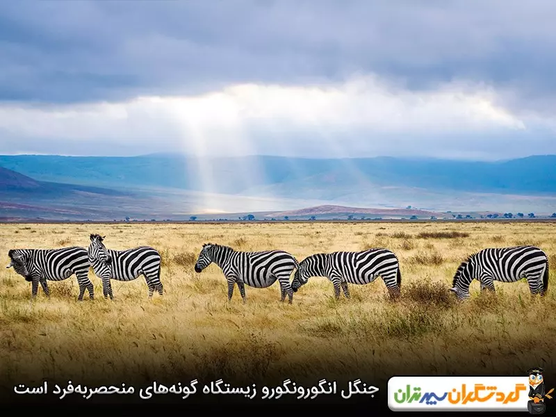 پارک ملی انگورونگورو