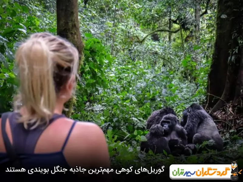 پارک ملی نفوذناپذیر بویندی